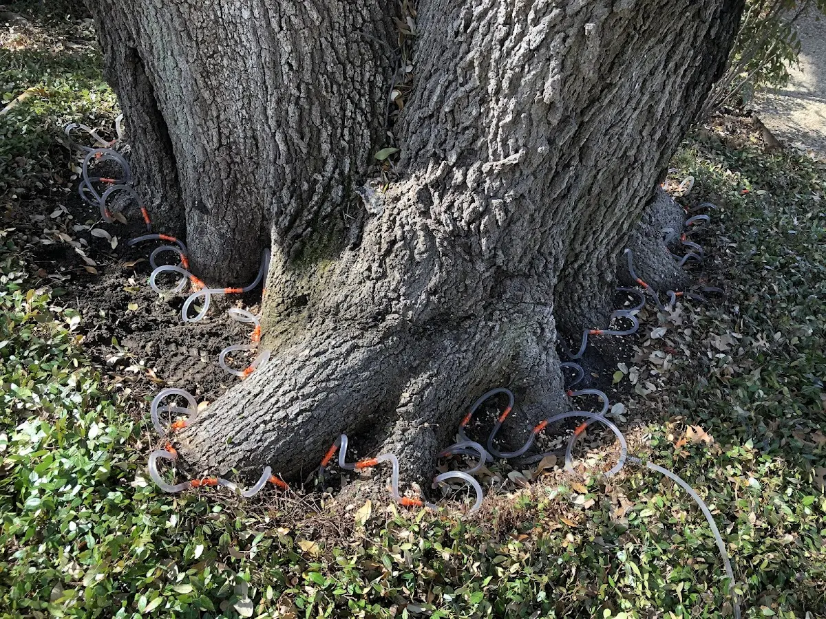 Detailed Tree Cabling and Bracing job site in Arpin