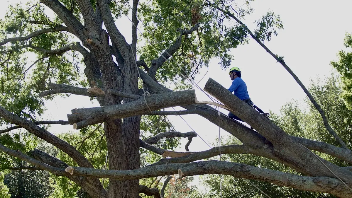 Professional Crown Thinning performed by certified arborists in Arpin